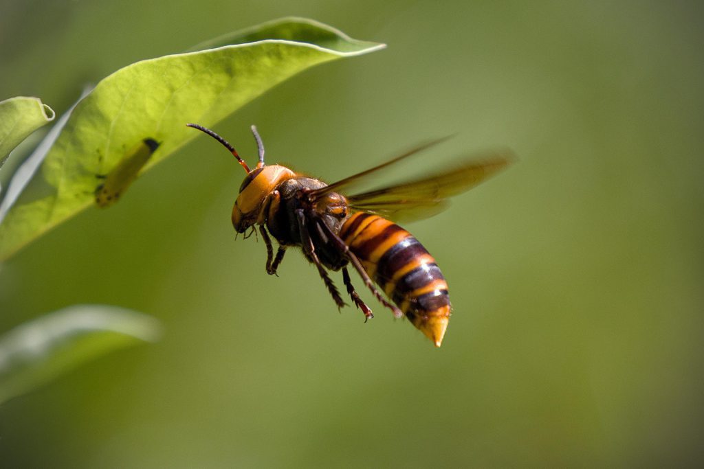 Frelon asiatique en vol dans un jardin — danger pour les humains, intervention rapide Ain Guêpes