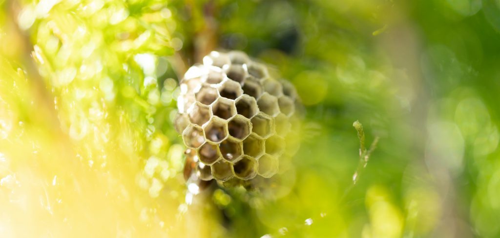 Photo d’un nid de guêpes dans le jardin - blog Ain Guêpes
