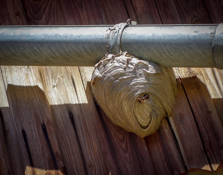 Nid de guêpes accroché sous une toiture en bois — élimination sécurisée par un professionnel